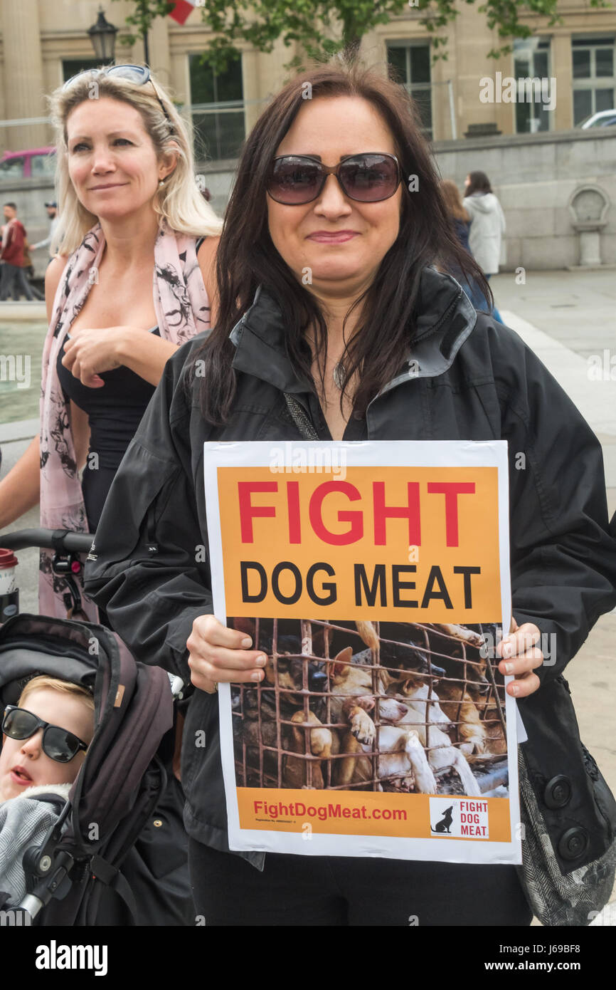 Londres, Reino Unido. 20 de mayo de 2017. Los manifestantes están en  Trafalgar Square, junto con otras personas de todo el mundo en la lucha  contra carne de perro la bondad y