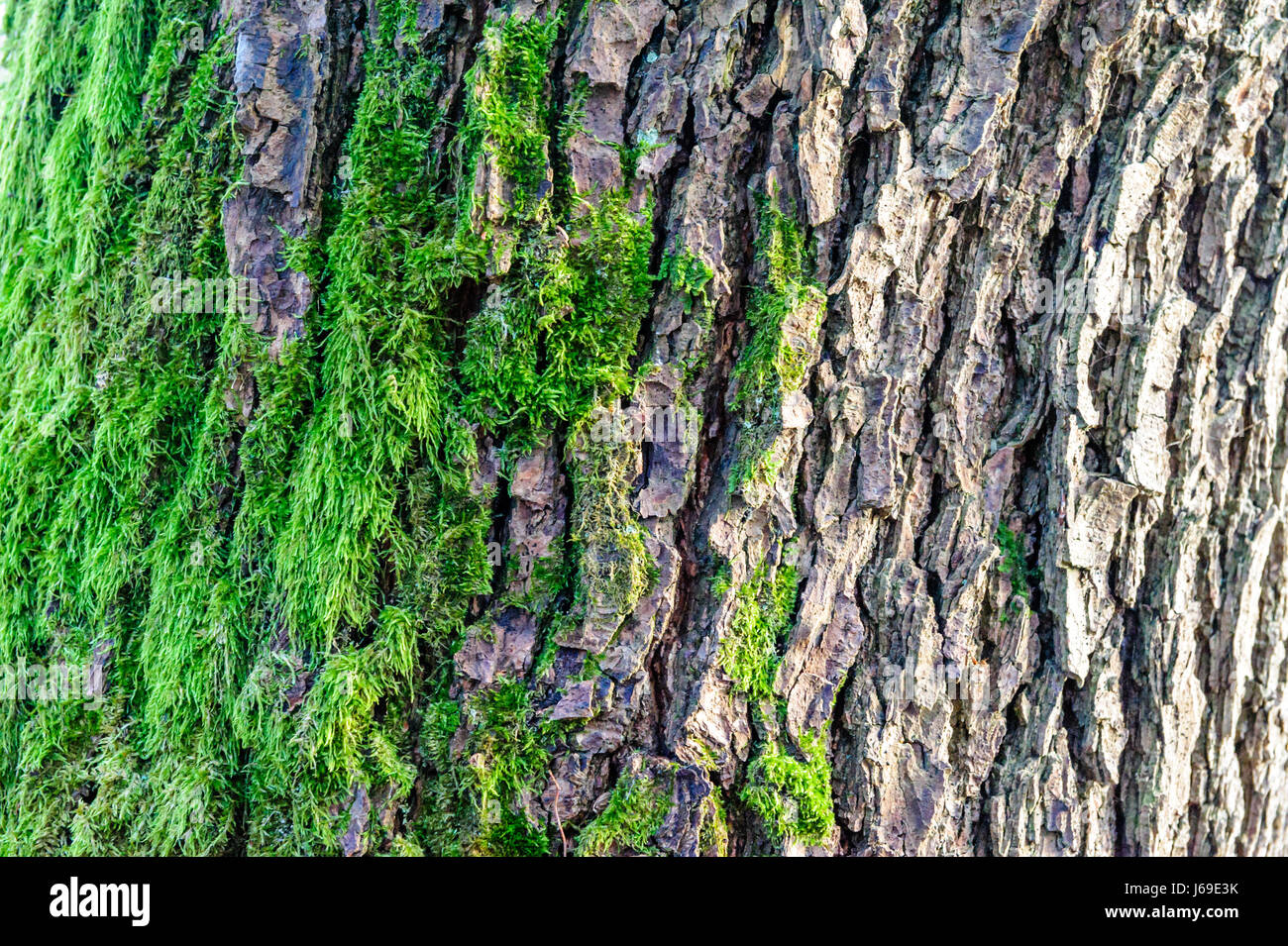 Musgo verde crecido hasta cubrir las toscas piedras en el Forrest. Mostrar con visión macro. Rocas llenas de musgo. Foto de stock