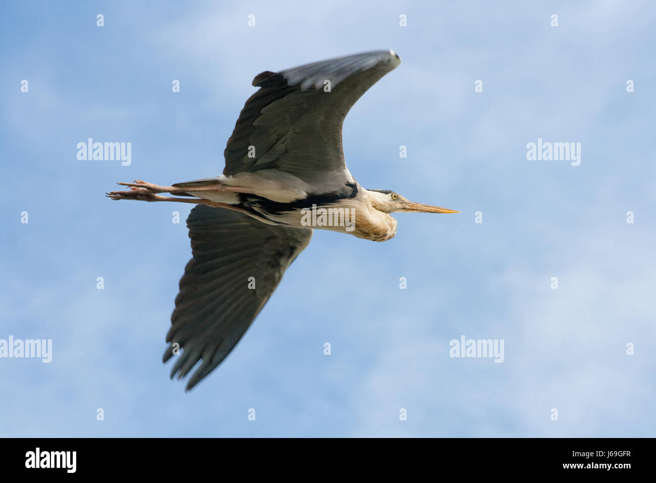 Aves aves vuelo heron heron ala mariposa vuela graureiher Ardea cinerea Foto de stock