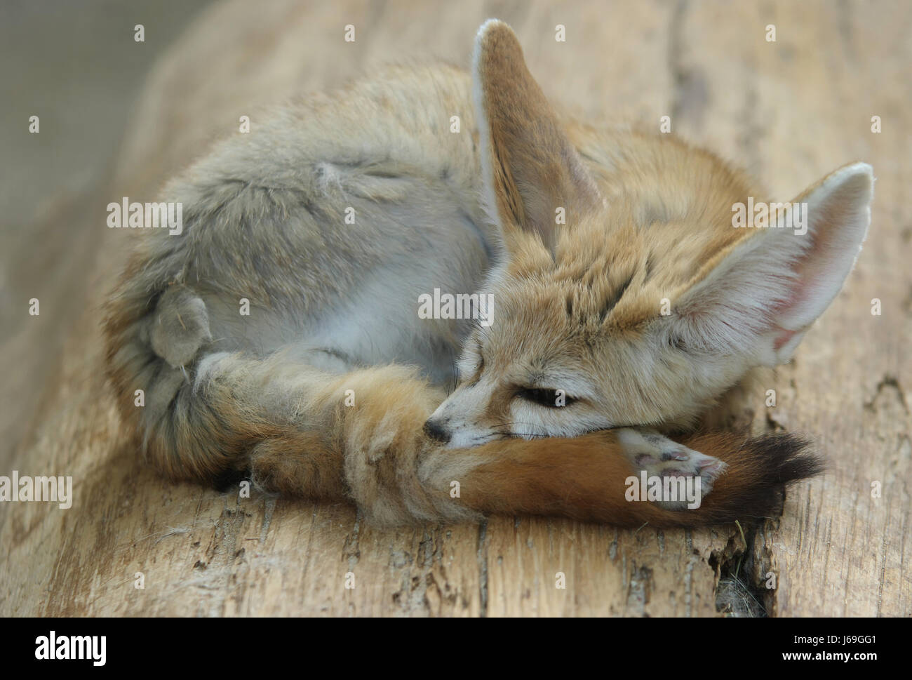 Vulpes zerda zorro del desierto,fennec fox Foto de stock