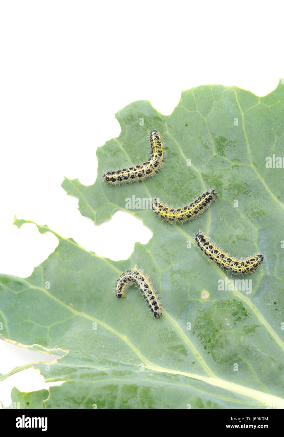 A devore devorar caterpillar varmint repollo white butterfly