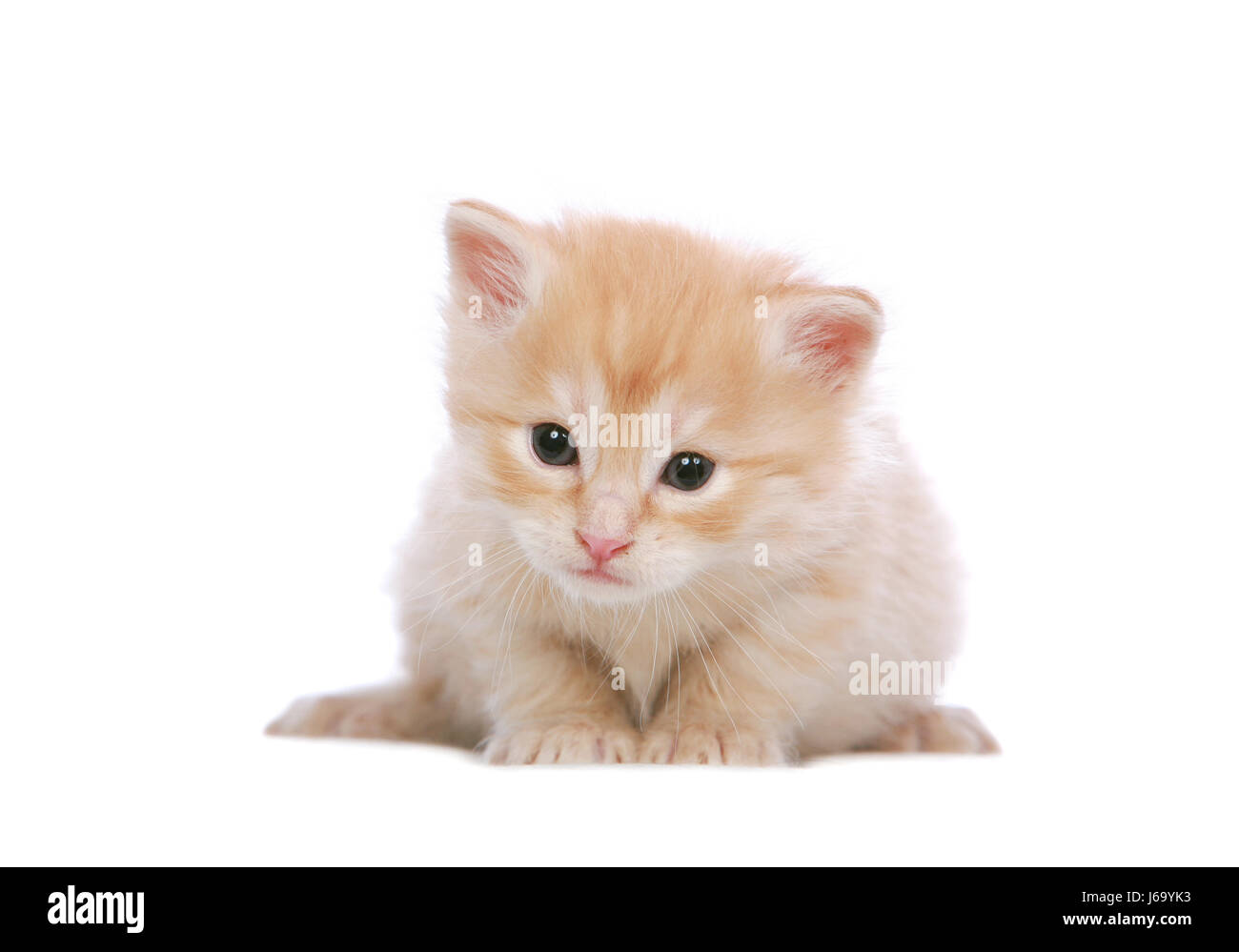 Bebé gatito gato angora jengibre blanco rojo ojos gatos oídos mirar de  refilón ver ver Fotografía de stock - Alamy