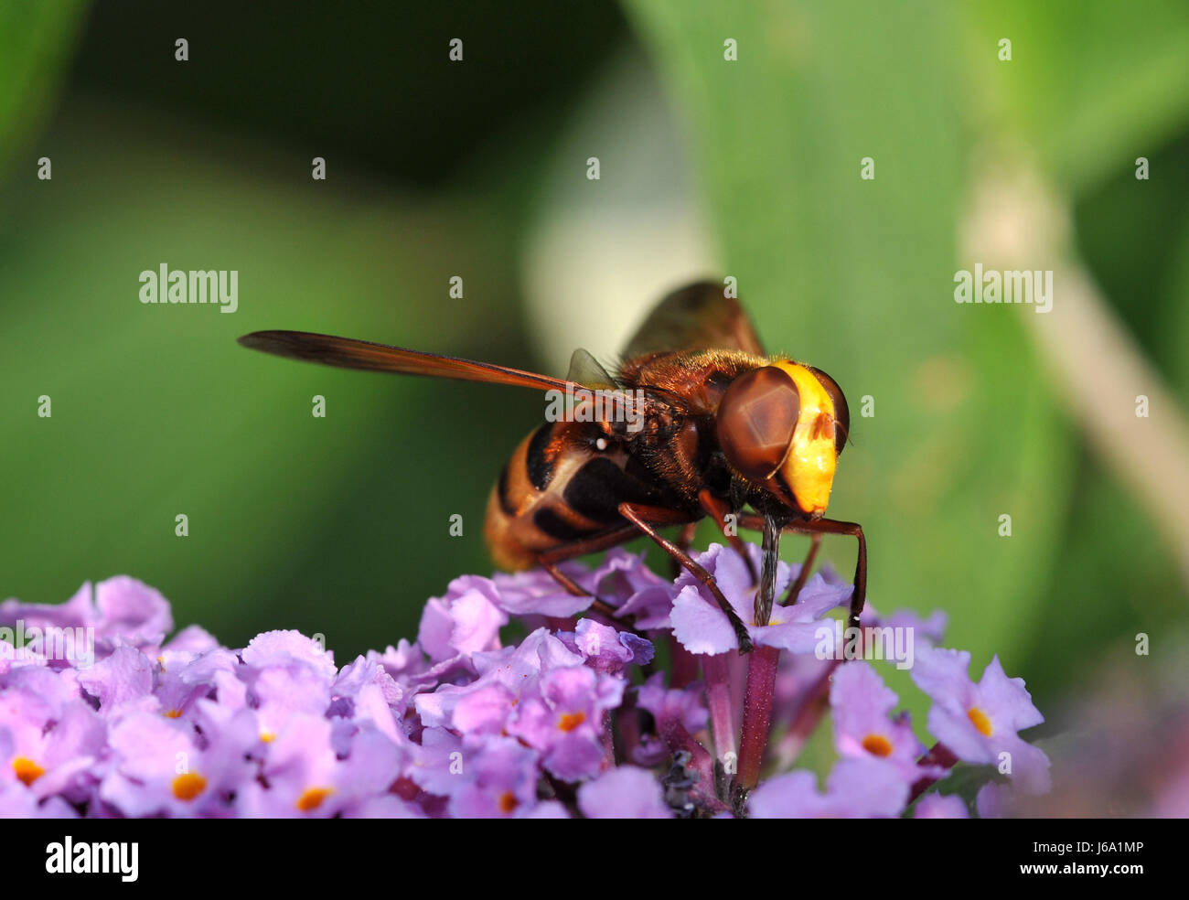 Lila mosca hornet piernas cerca de macro macro admisión vista cercana insecto flor Foto de stock