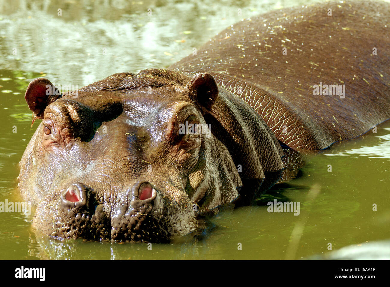 Imagen de un gran mamífero de un animal salvaje, hipopótamo en agua Foto de stock