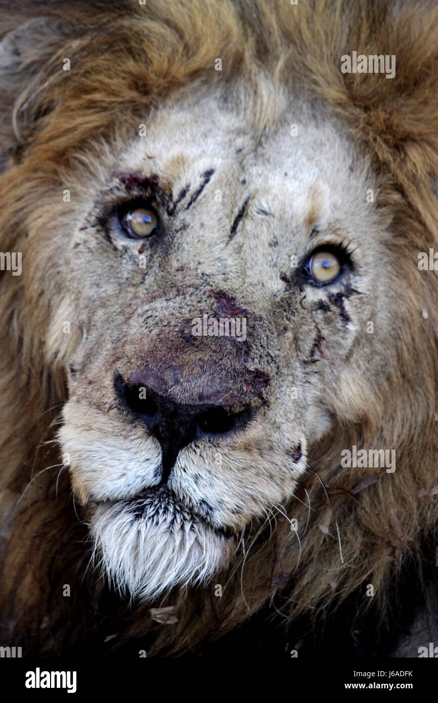 Top 57+ imagen imagenes de leones heridos
