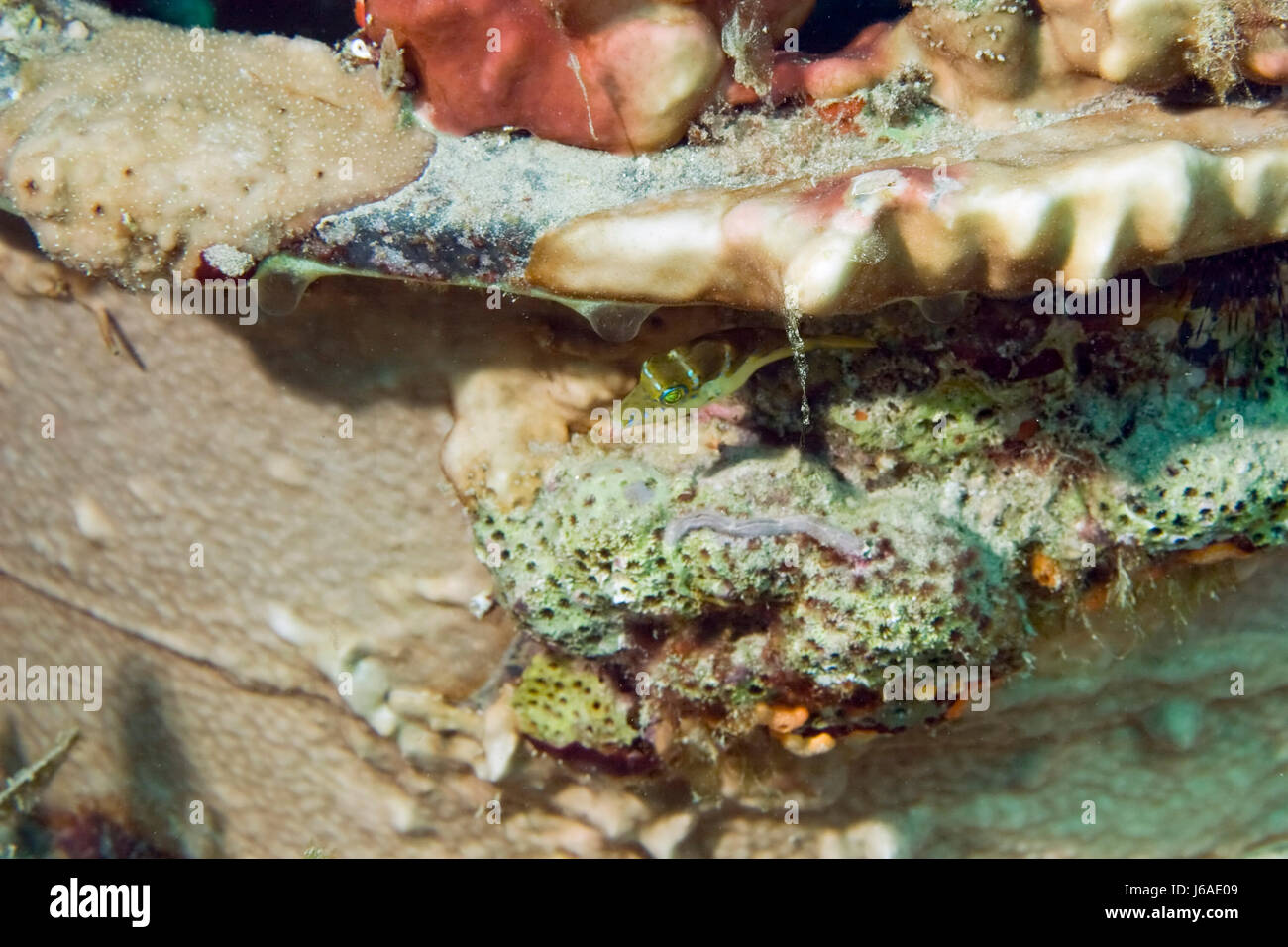 Blue Fish animal submarino húmedo tropical exótica marina acuáticos buceo marino sal Foto de stock