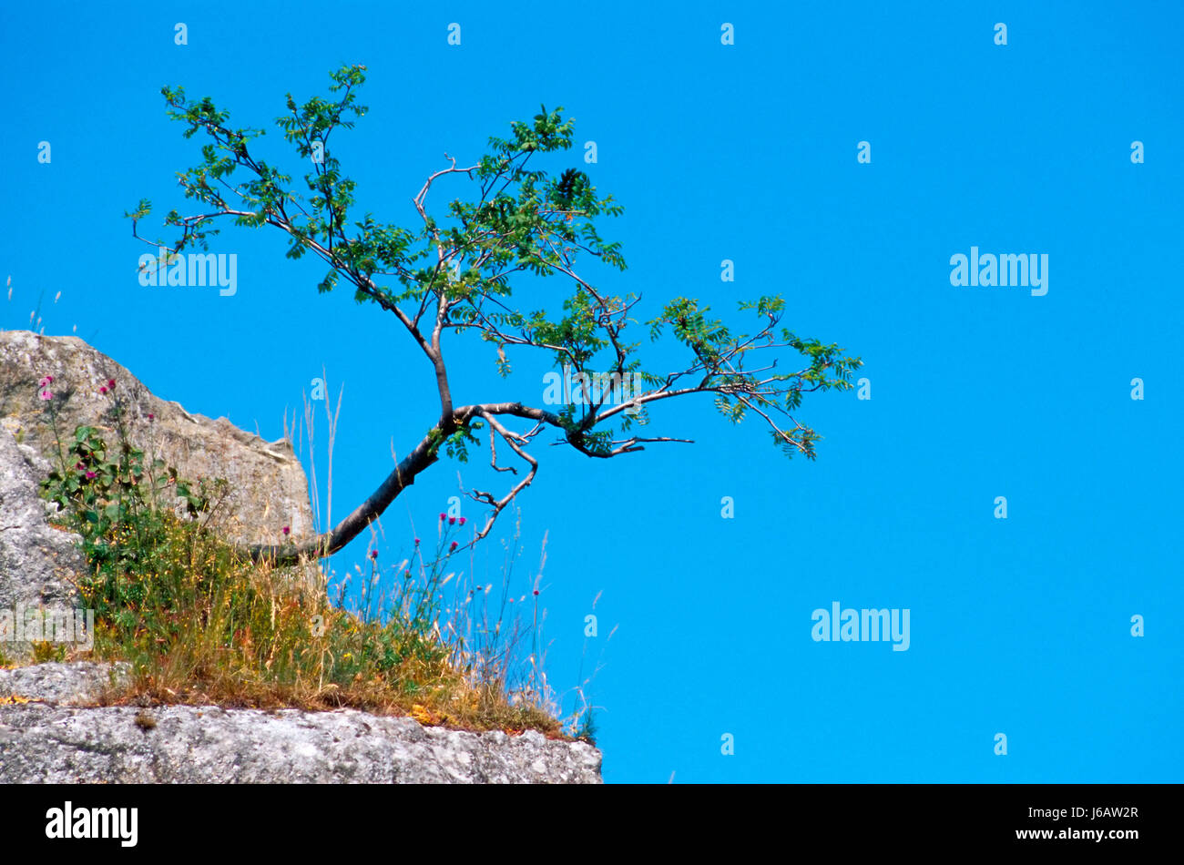 Blue Tree rock firmamento cielo despejado unclouded hojas verdes secos en seco Foto de stock