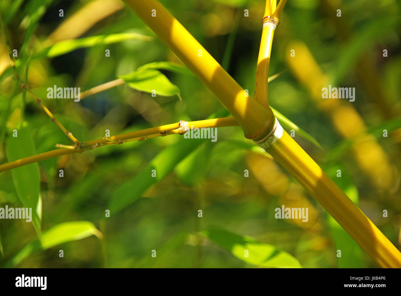 Página de hoja de bambú bambú rama rama verde hoja de bambú brillan relucientes Foto de stock