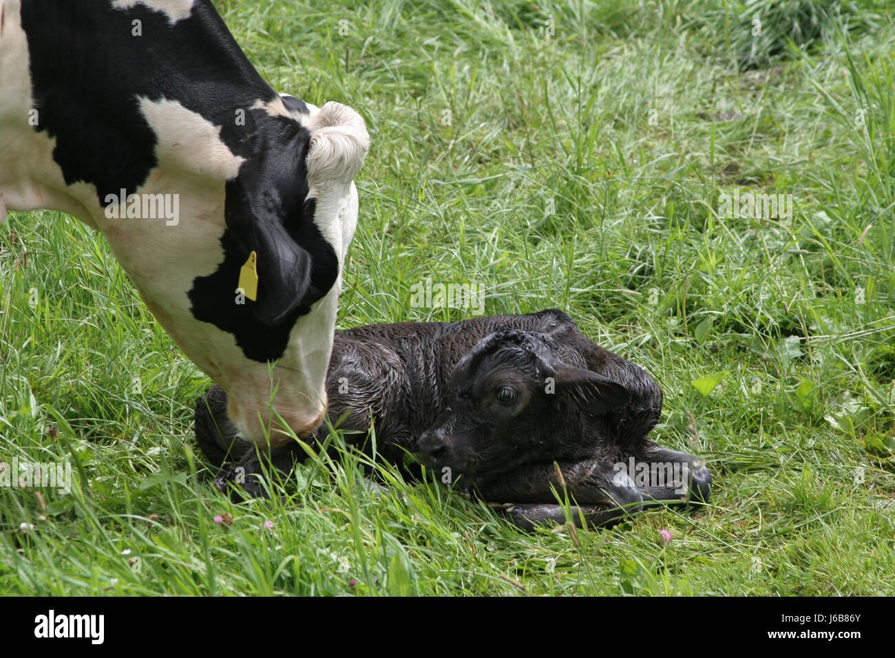 Mom and baby cows fotografías e imágenes de alta resolución - Alamy
