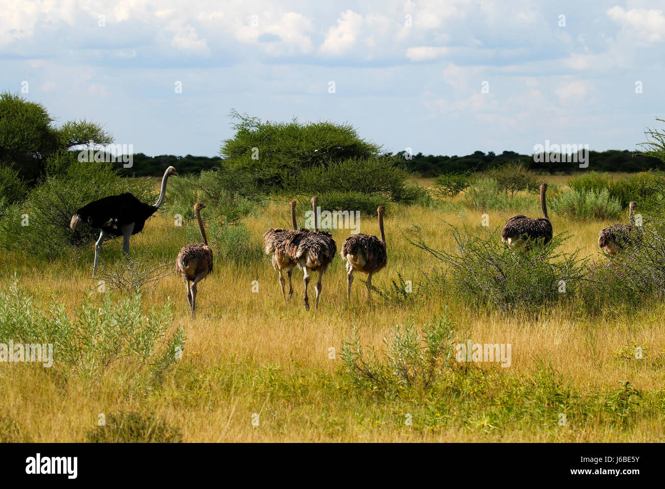 Familia de avestruces corriendo en las llanuras africanas Fotografía de