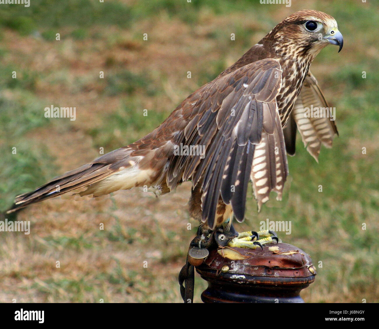 Bird kestral plumas de aves rapaces kestral animal orgulloso alas vuelan  stand percha Fotografía de stock - Alamy