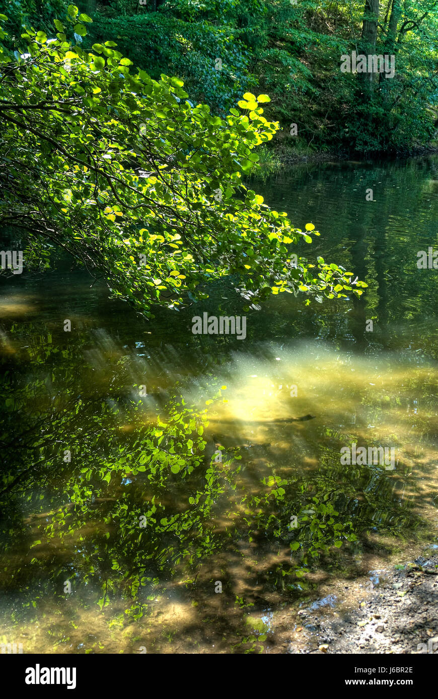 Verano verde summerly lakeside lago de agua dulce de aguas continentales verde bosque de agua Foto de stock