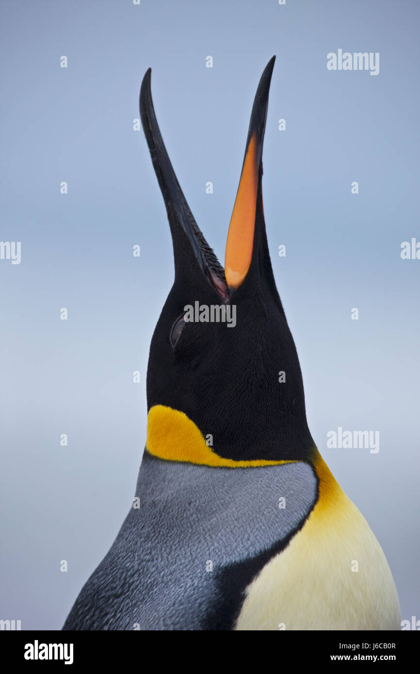 , Pingüino Rey aptenodytes patagonicus, Islas Malvinas, Punto de Voluntariado Foto de stock
