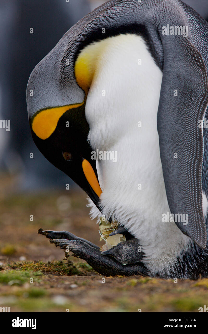 , Pingüino Rey aptenodytes patagonicus, Islas Malvinas, Punto de Voluntariado Foto de stock
