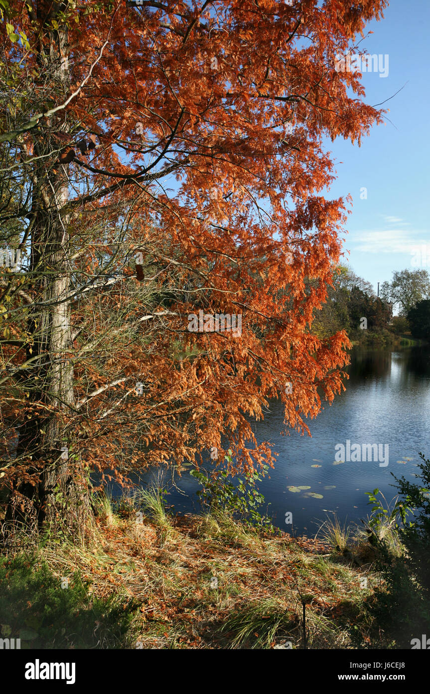 Tree Park temporada deja el lago de agua dulce agua fluvial follaje
