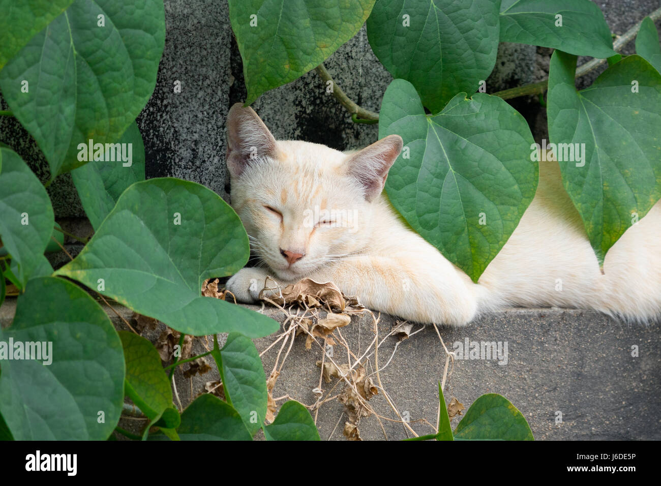 Gato Blanco acostado en la hoja en forma de corazón verde en la pared  Fotografía de stock - Alamy