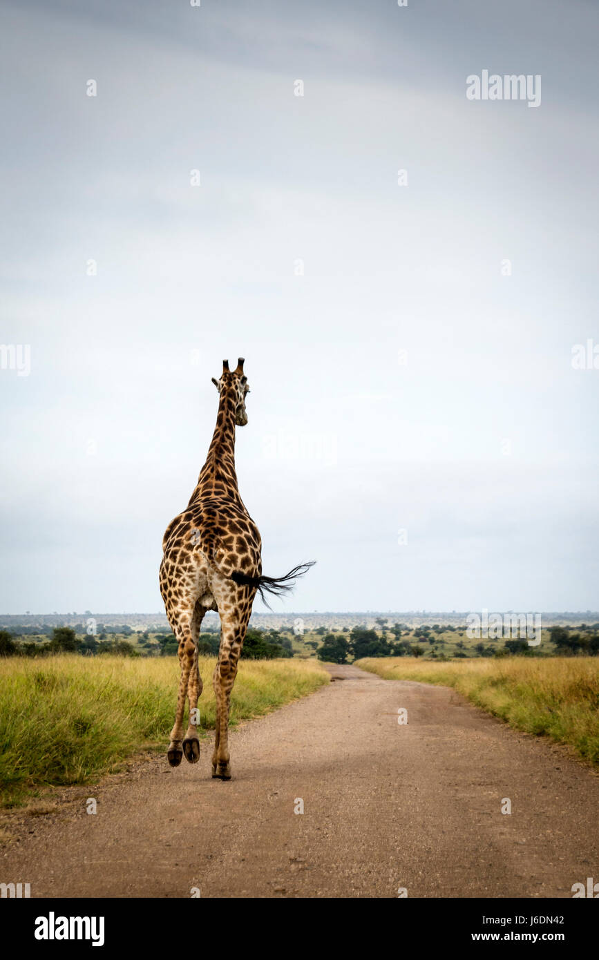 Jirafa macho que corre a lo largo de un camino de tierra en el Parque Nacional Kruger, Sudáfrica Foto de stock