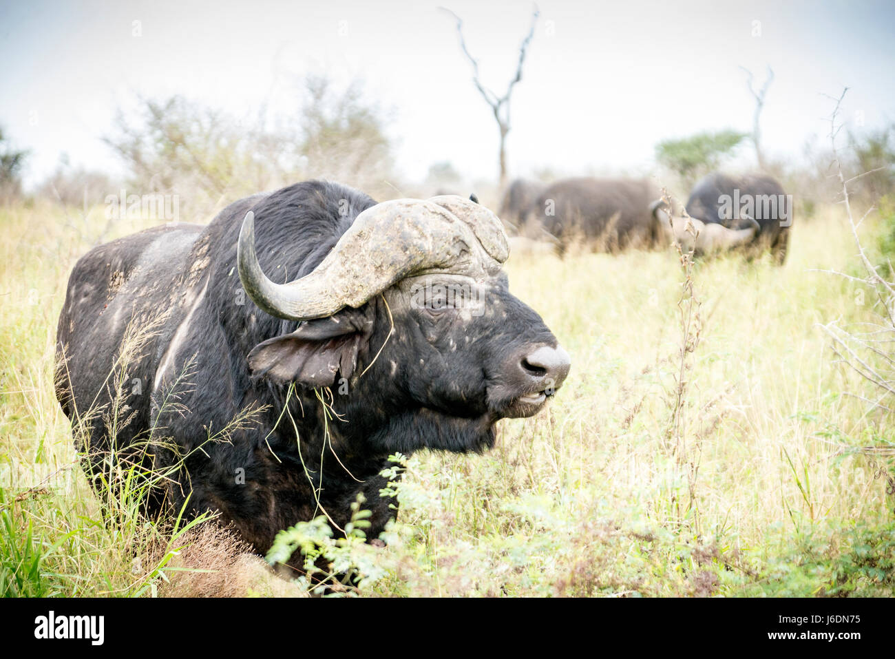 El búfalo africano en el césped en el Parque Nacional Kruger, Sudáfrica Foto de stock