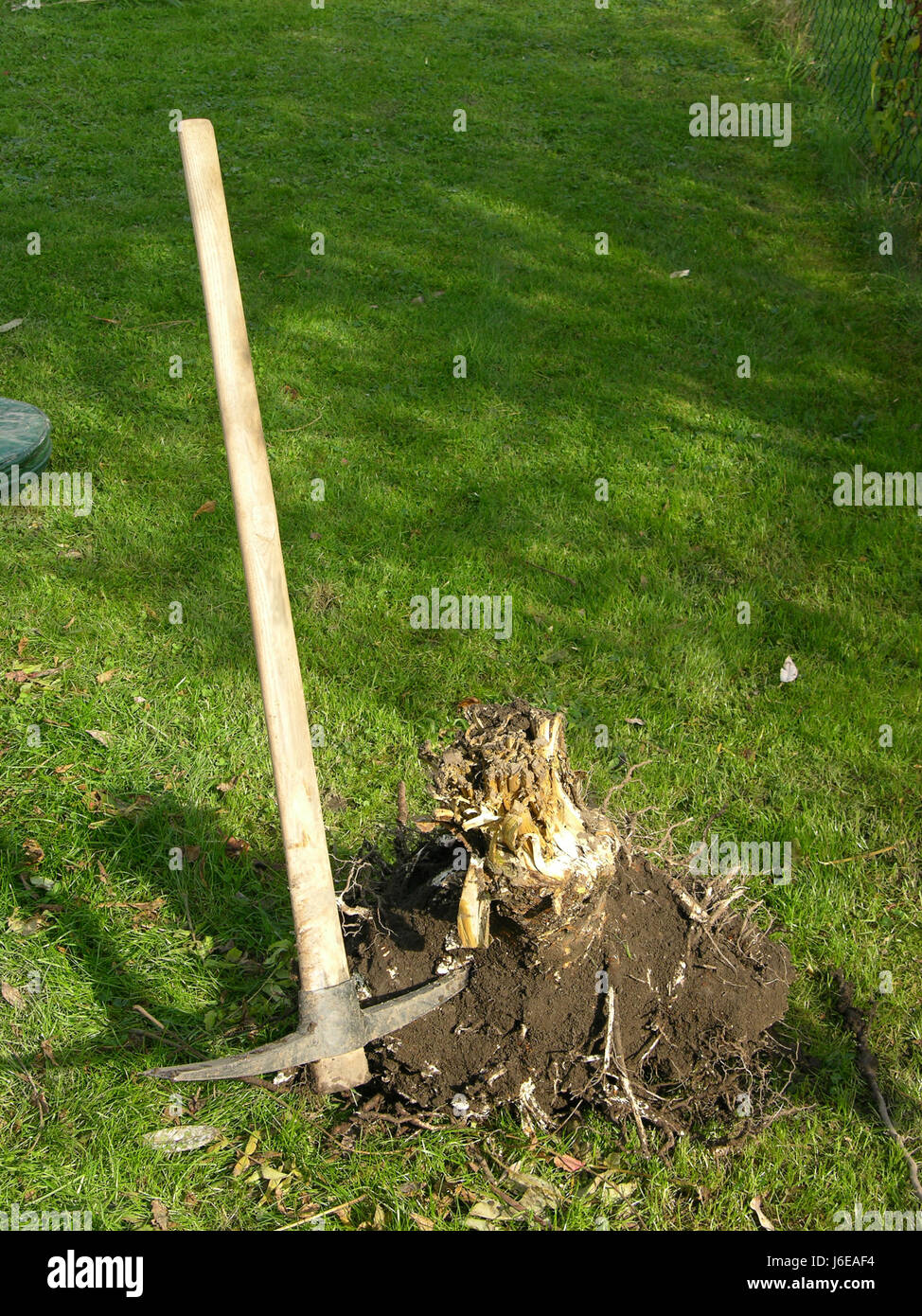 El tratamiento del canal radicular Fotografía de stock Alamy