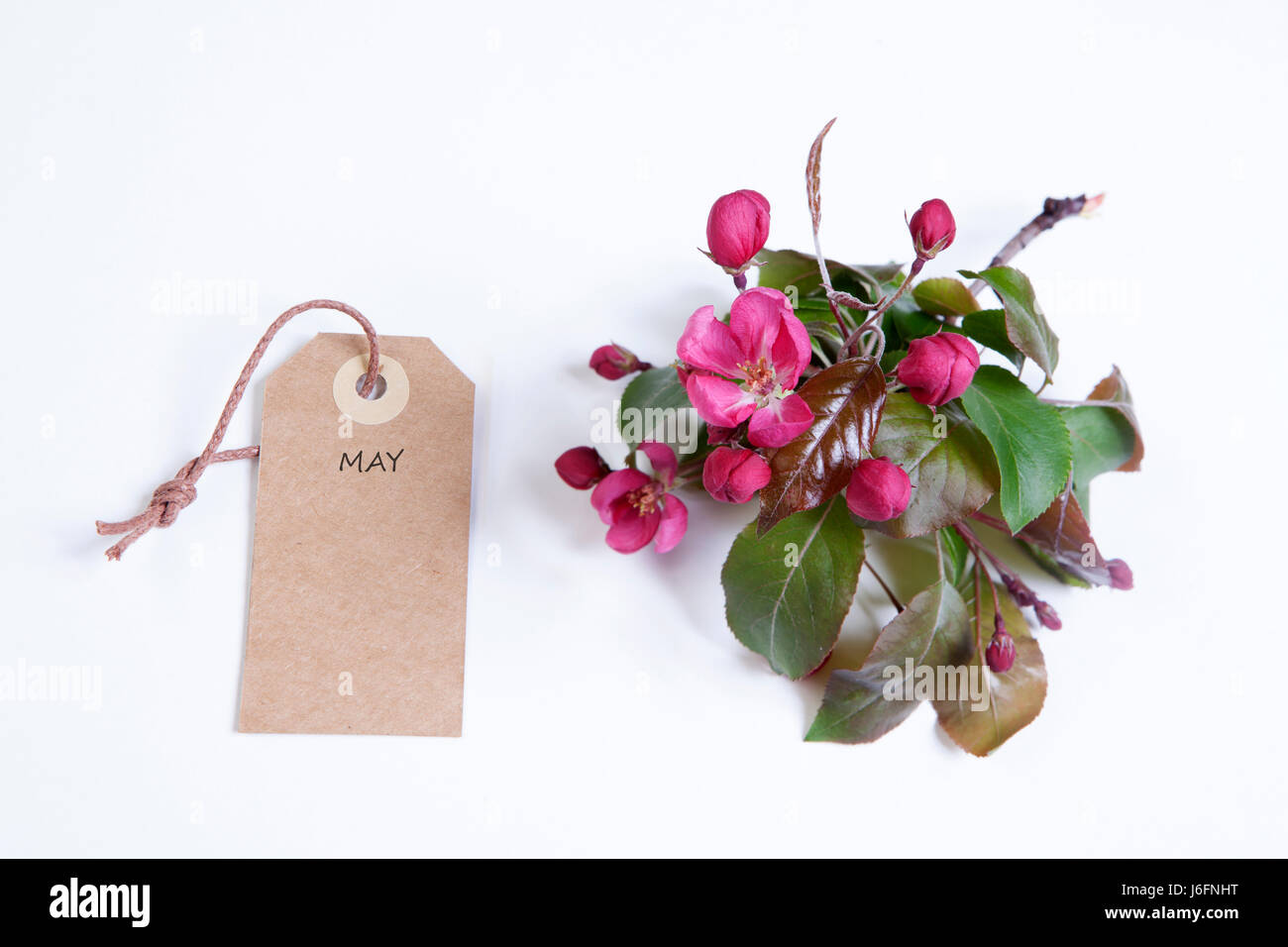 Las flores del manzano (Malus niedzwetzkyana de Nedzvetsky Dieck) y una etiqueta en la que puede escribir aislado sobre fondo blanco. Foto de stock