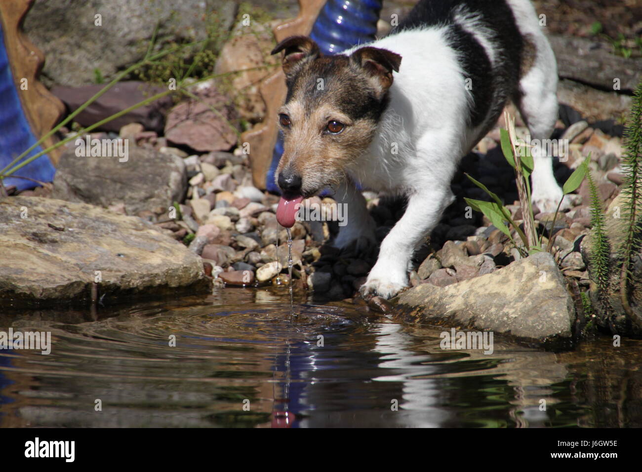 Lengua probóscide perro duplicación de la gota de agua cae escurriendo  sopping Goteo Goteo pet Fotografía de stock - Alamy