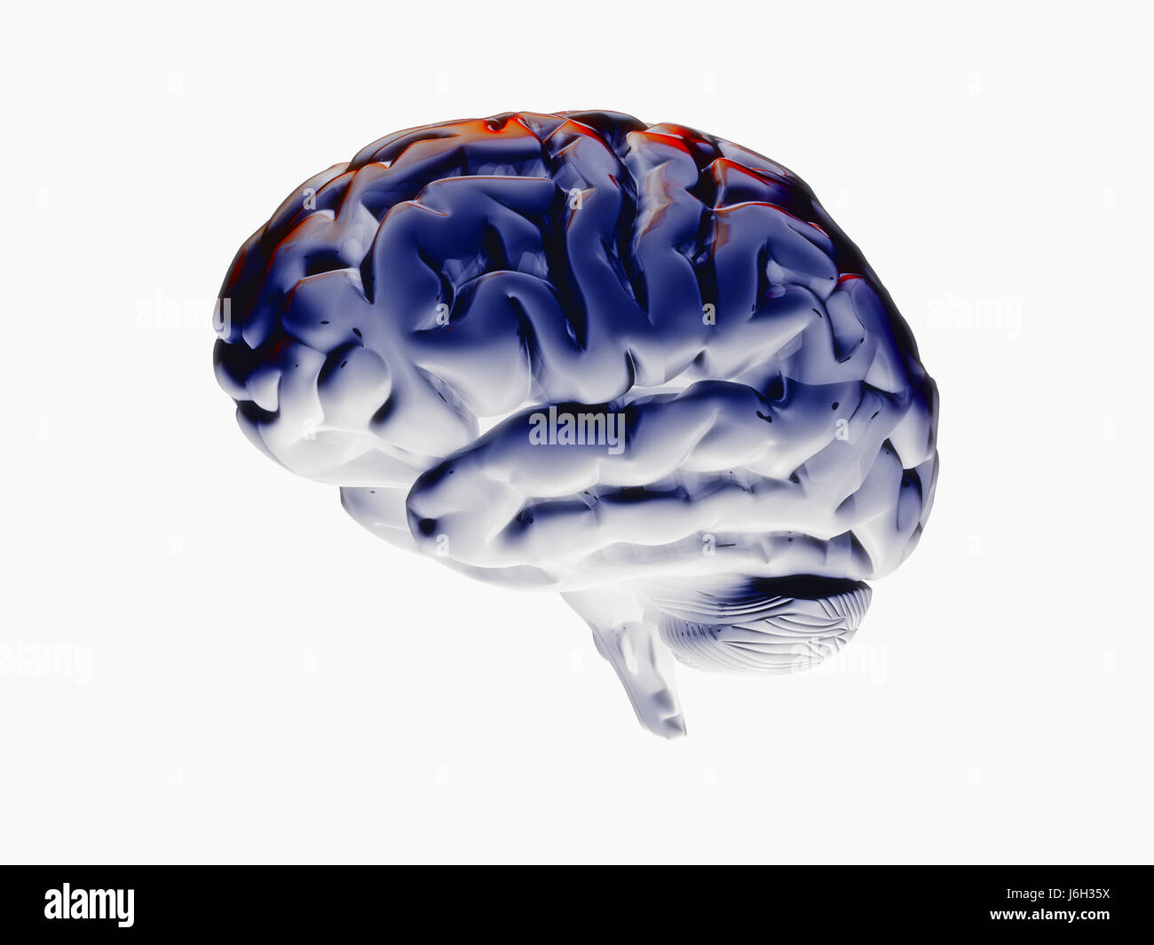 Medicinalmente ilustración médica anatomía cerebro mente jefe medicinalmente medical Foto de stock