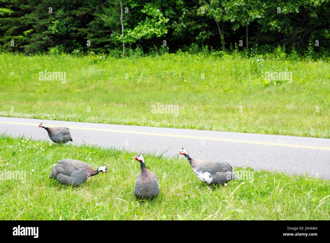 Blue Ridge Parkway Virginia, Montañas Apalaches, cerca de Smart View, aves de guinea, gallina, aves, animales, carretera, VA090621033 Foto de stock
