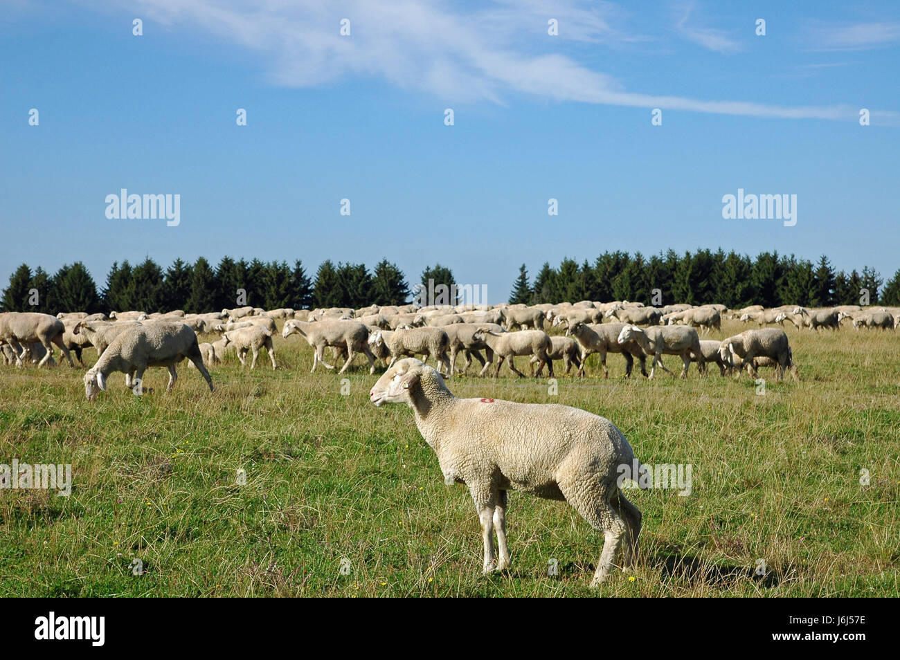 Blue rebaño de ovejas Ovejas (pl.) firmamento azul cielo de verano ovejas summerly Foto de stock