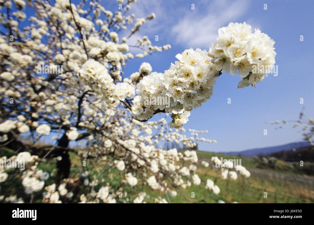 En el viñedo de primavera Foto de stock