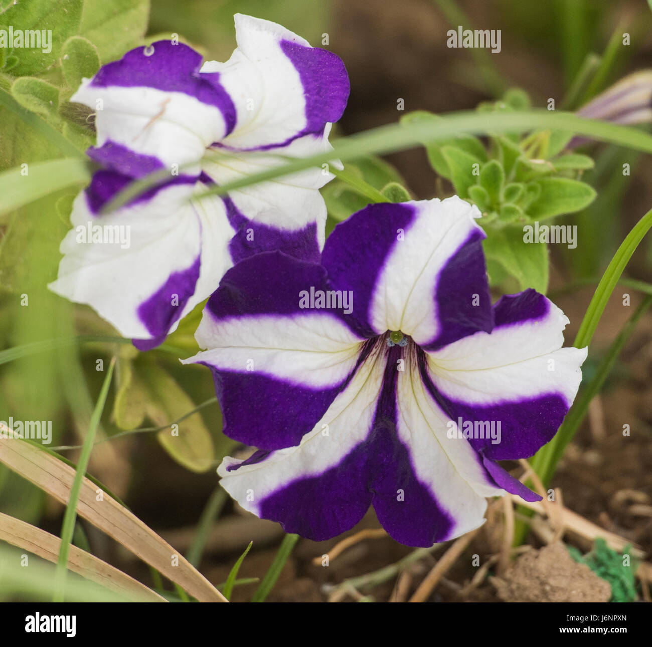 Flor rayada morada y blanca fotografías e imágenes de alta resolución -  Alamy