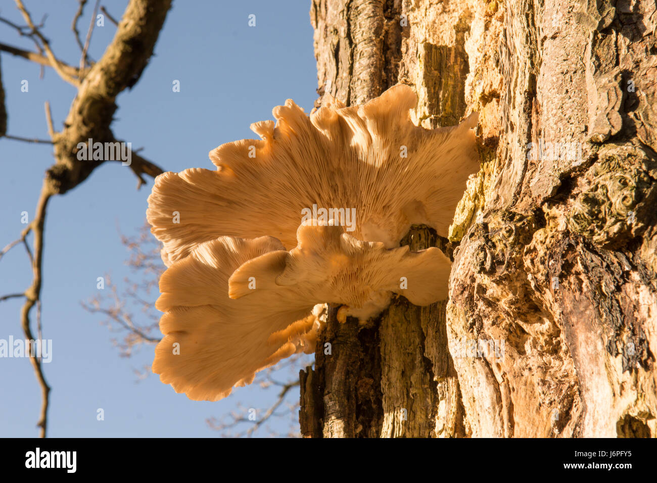 Seta ostra, Pleurotus ostreatus, Sussex, Reino Unido. En el tronco del árbol muerto. De diciembre. Foto de stock