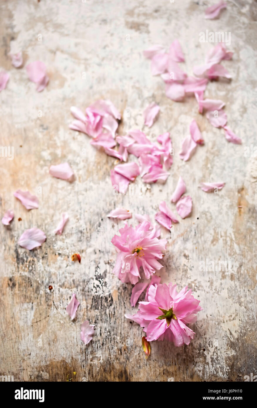 Rosa sakura - Cherry Blossoms caído flores blancas sobre fondo rústico Foto de stock