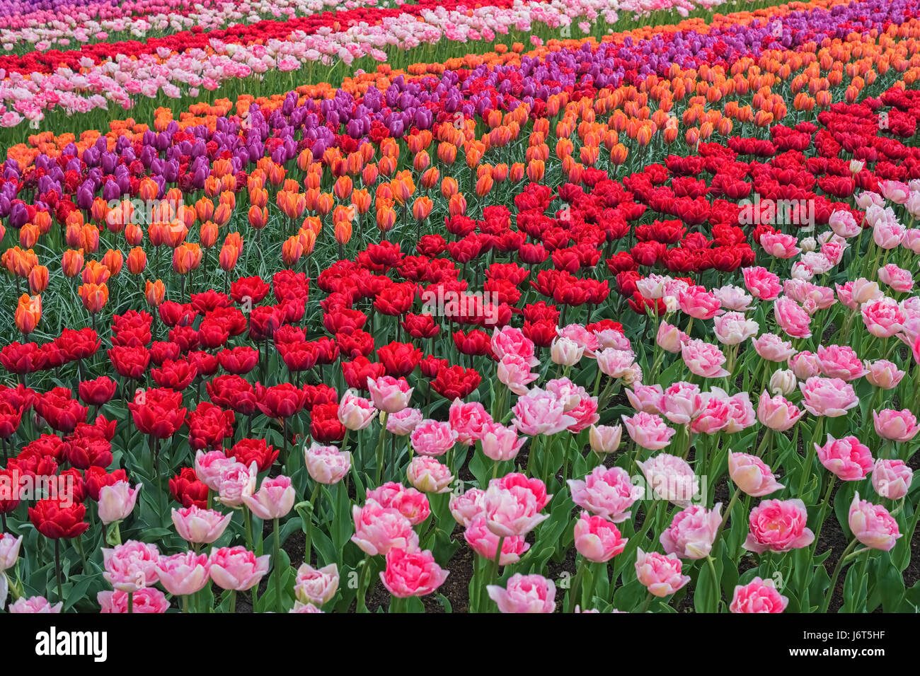 Coloridos tulipanes en primavera, Keukenhof, Holanda, Europa. Blooming tulip, jardín de Keukenhof. Hermoso paisaje multicolor. Campo de flores con el holandés Foto de stock