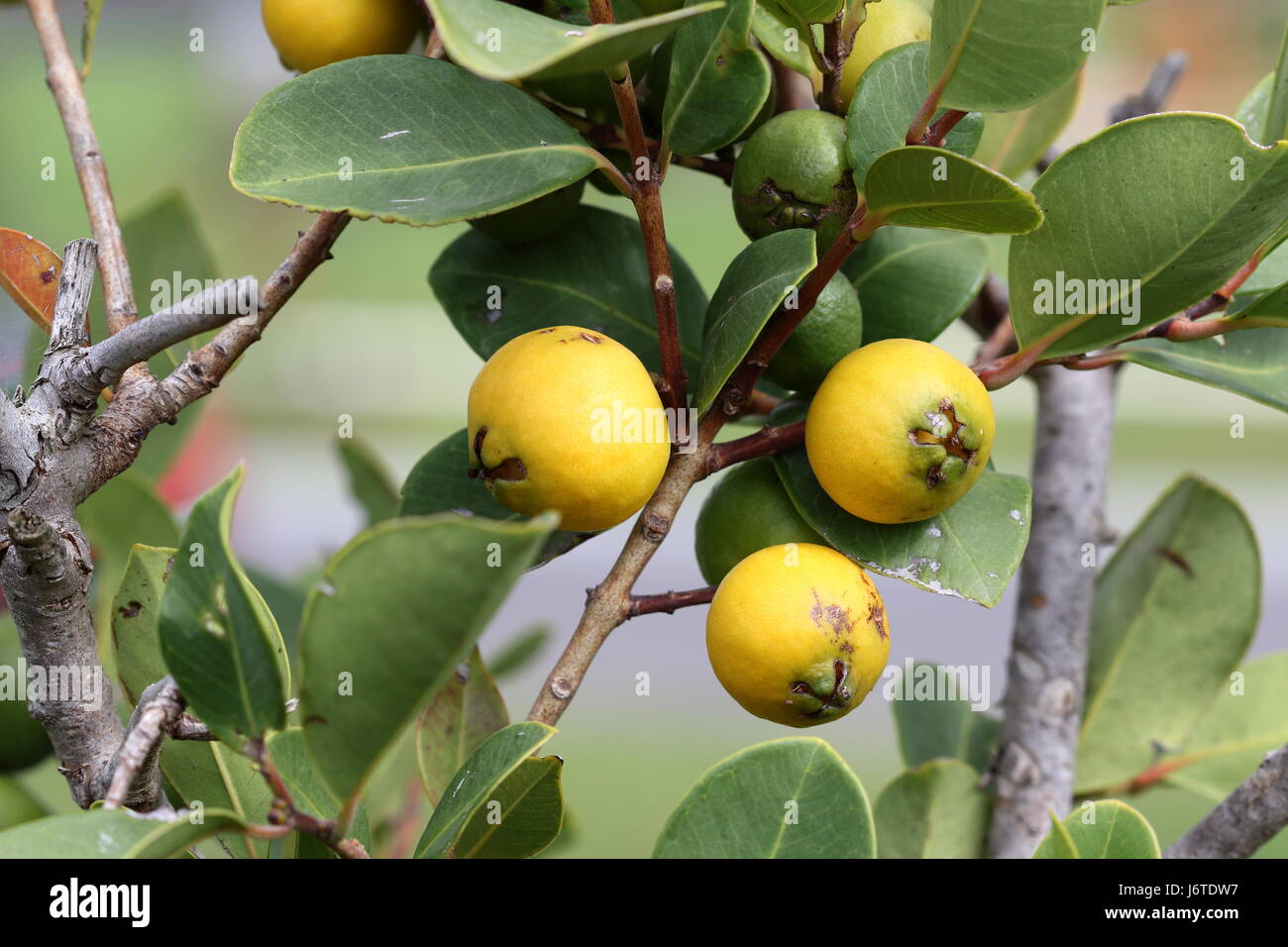 Cattley guavas fotografías e imágenes de alta resolución - Alamy