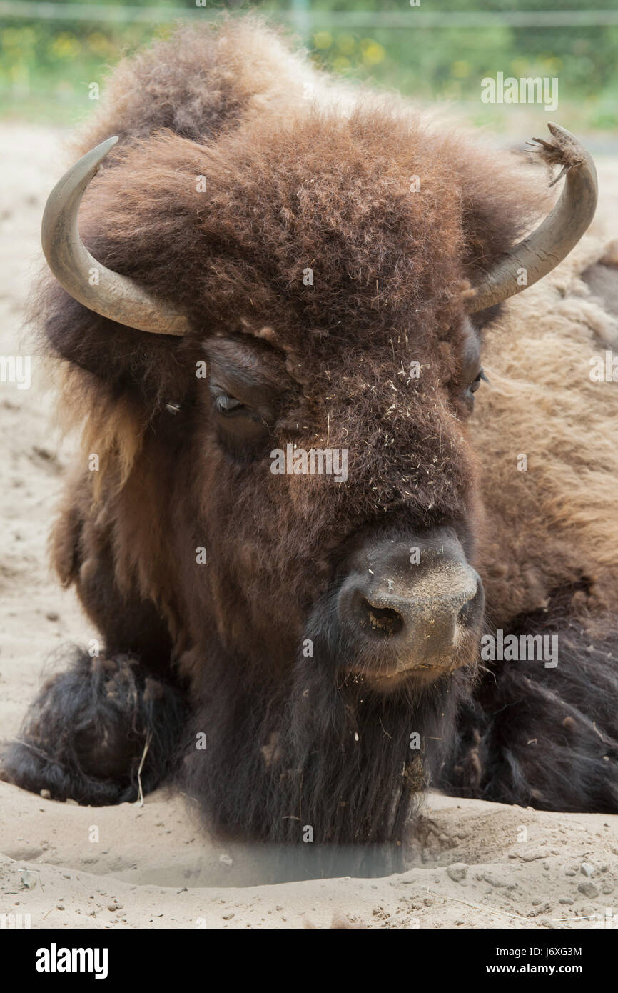 American el bisonte (Bison bison), también conocido como American Buffalo. Foto de stock