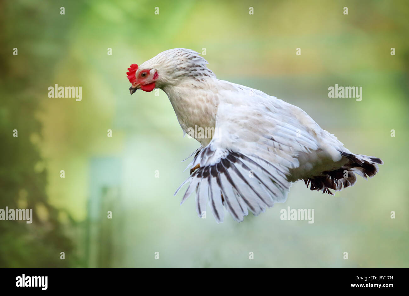 Pollo volando en la naturaleza, gallina Foto de stock