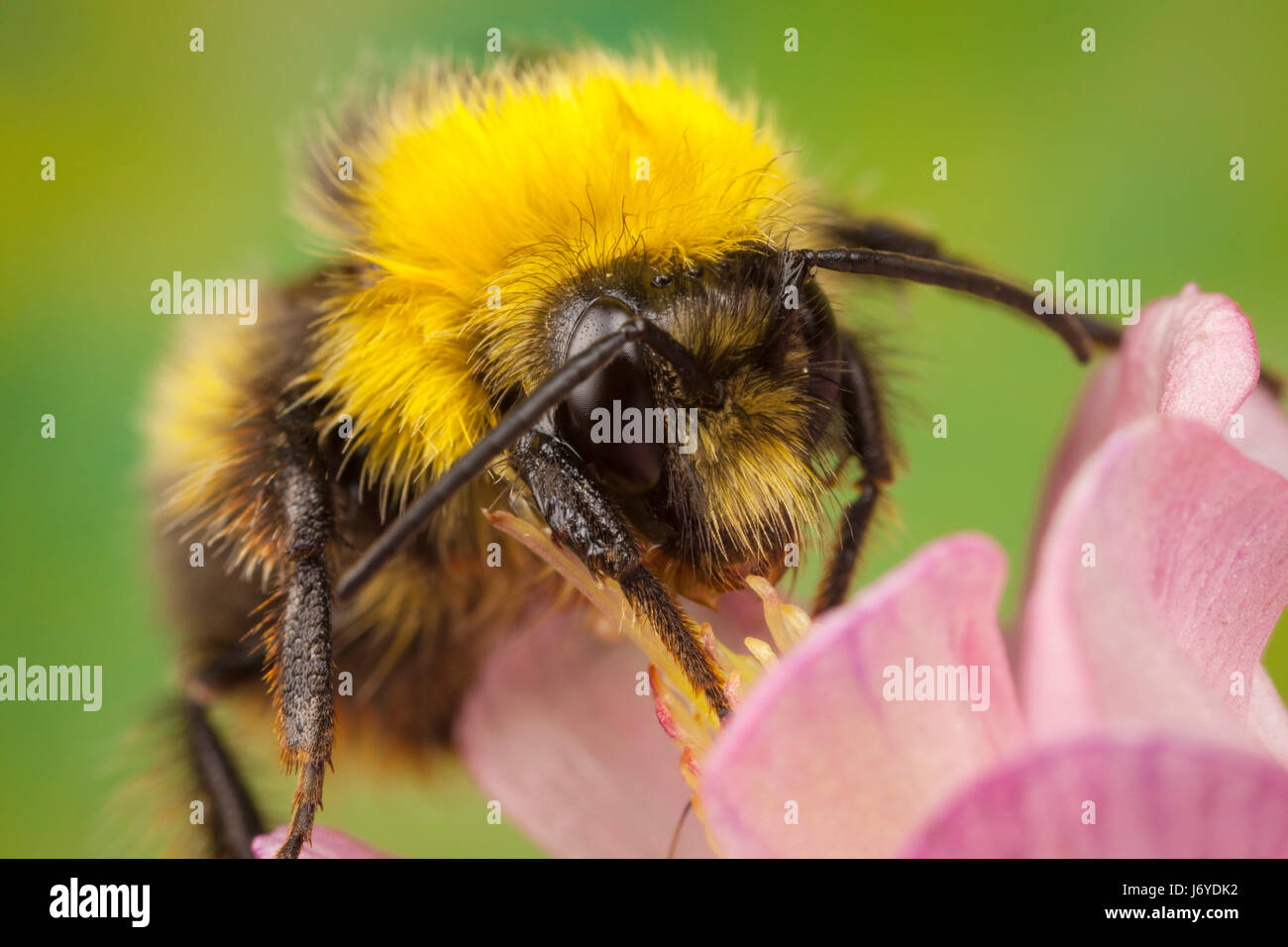 Bumblebee recogiendo el néctar de una flor Foto de stock