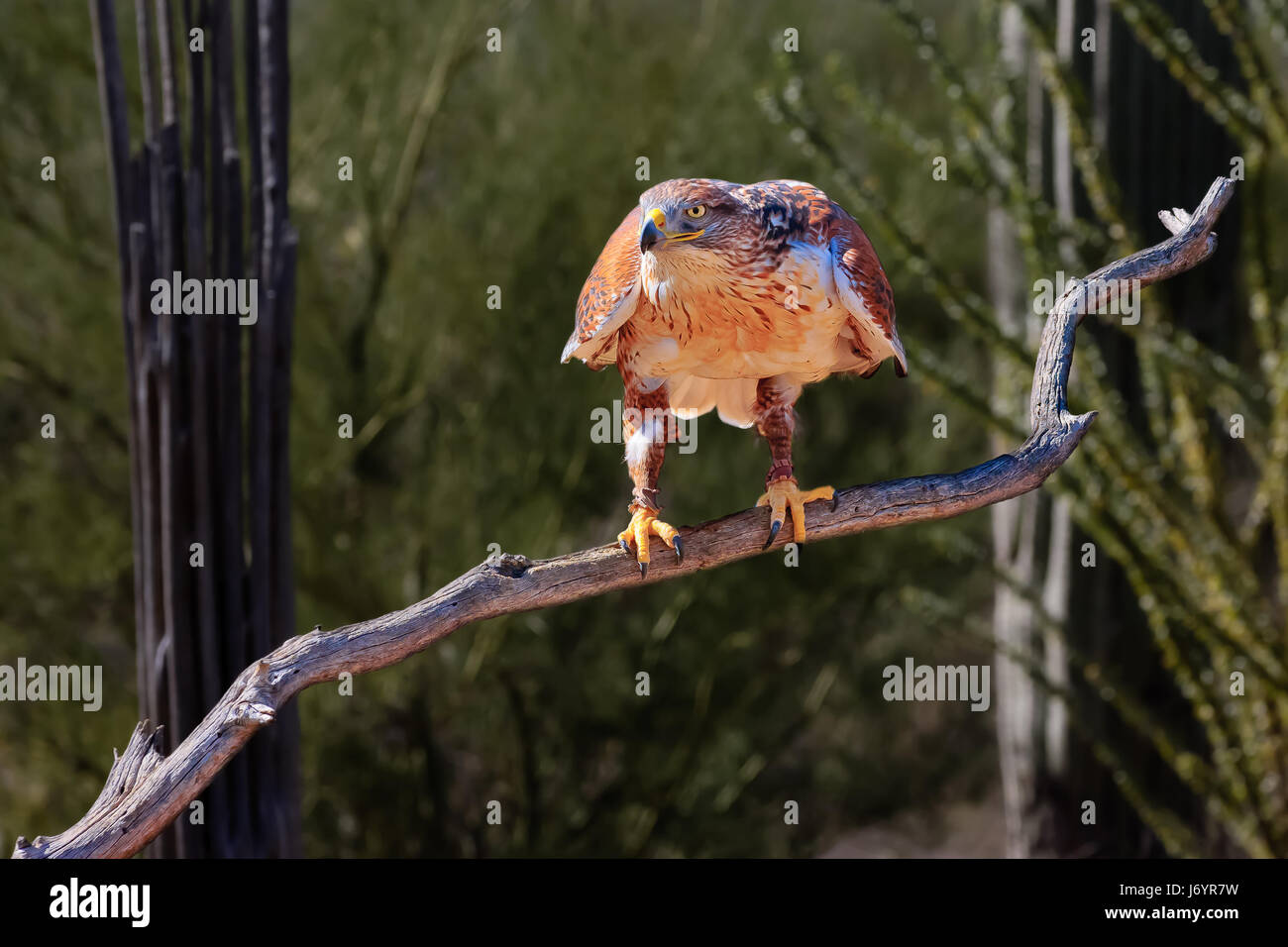 Red tailed Hawk en una sucursal, Saguaro National Park, Tucson, Arizona, Estados Unidos Foto de stock