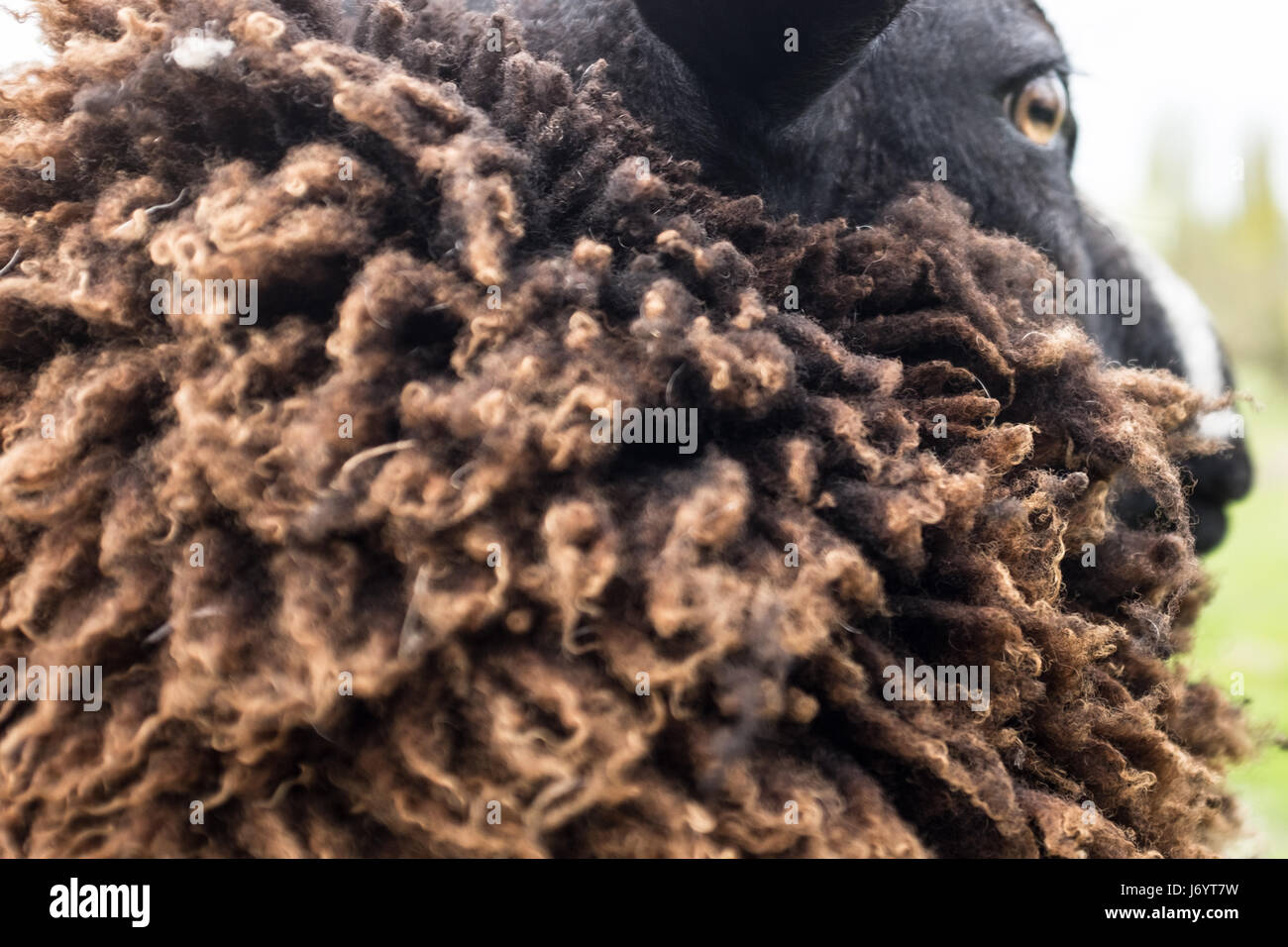 Close-up de una oveja con una gruesa capa de lana, Holanda Foto de stock