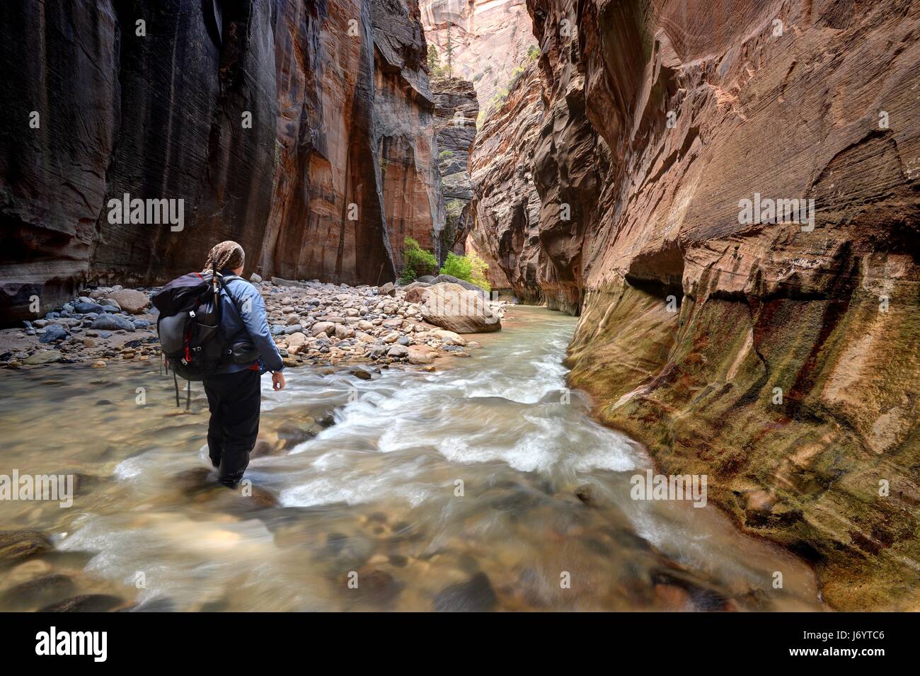 Excursionista caminando a través del río en el Narrows, Parque Nacional Zion, Utah, Estados Unidos Foto de stock