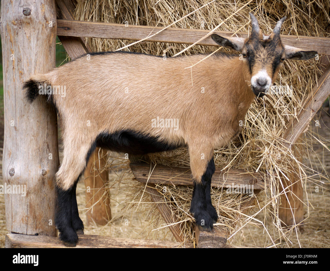 Cabrito heno billy CABRA CABRA mamífero mascota animal cuadrúpedo criatura  heno estable Fotografía de stock - Alamy