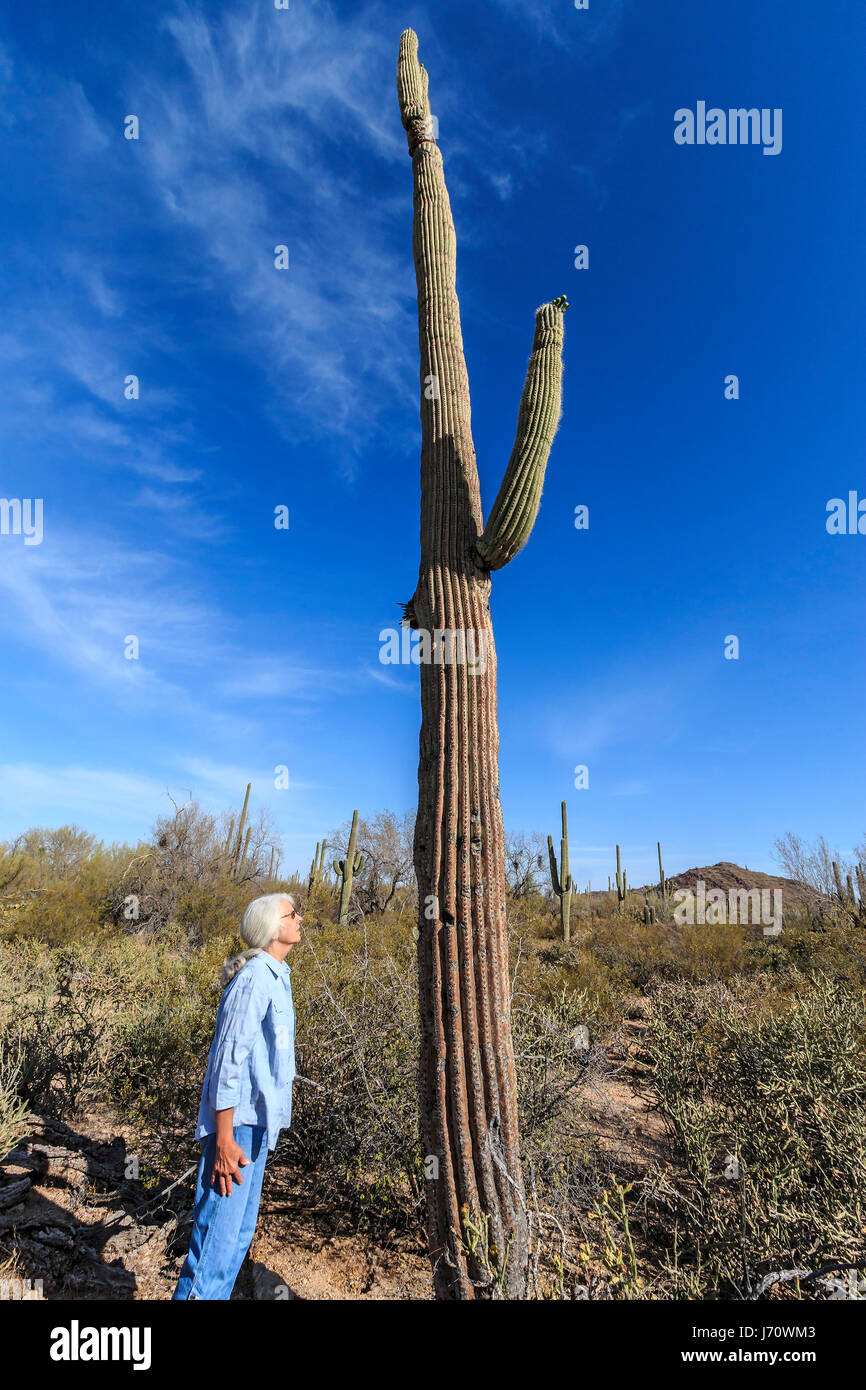 Una mujer es eclipsado por un cacto saguaro. El saguaro es un