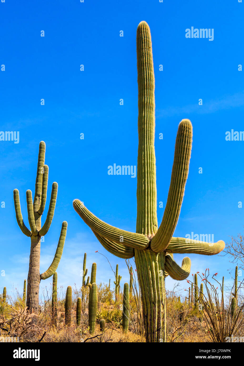 El saguaro es un cactus con forma de árbol que puede llegar a tener más de  70 pies (21 m) de altura. Es nativa del Desierto de Sonora en Arizona, en el