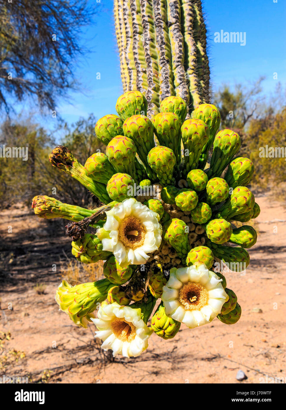 Cactus flores florecen en el cacto saguaro. El saguaro es un cactus con forma de árbol que puede llegar a tener más de 70 pies (21 m) de altura. Es nativo del Sonoran de Foto de stock