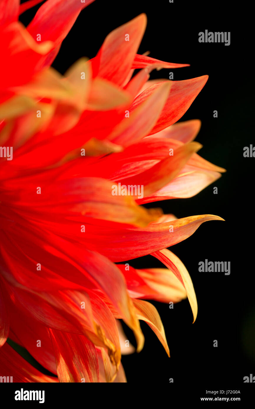 Tamal caliente fotografías e imágenes de alta resolución - Alamy