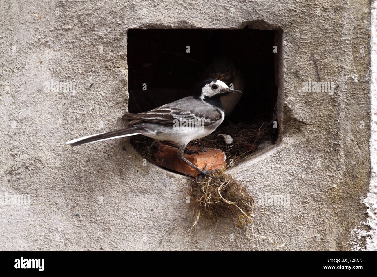 Aves anidan aves cantando-bird bobolinks wagtail zancudos aves anidan aves feed Foto de stock