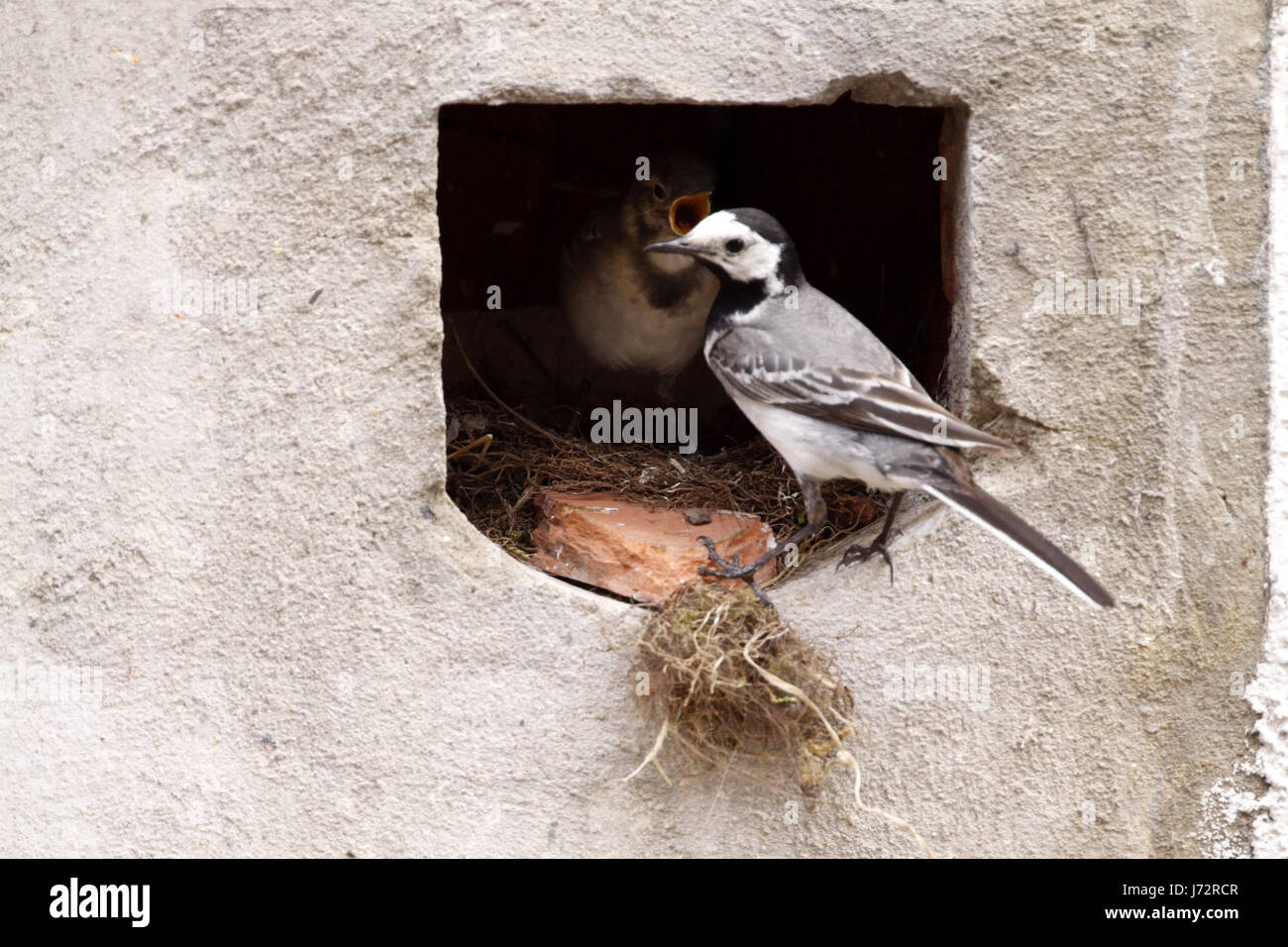 Aves anidan aves cantando-bird bobolinks wagtail zancudos aves anidan aves feed Foto de stock