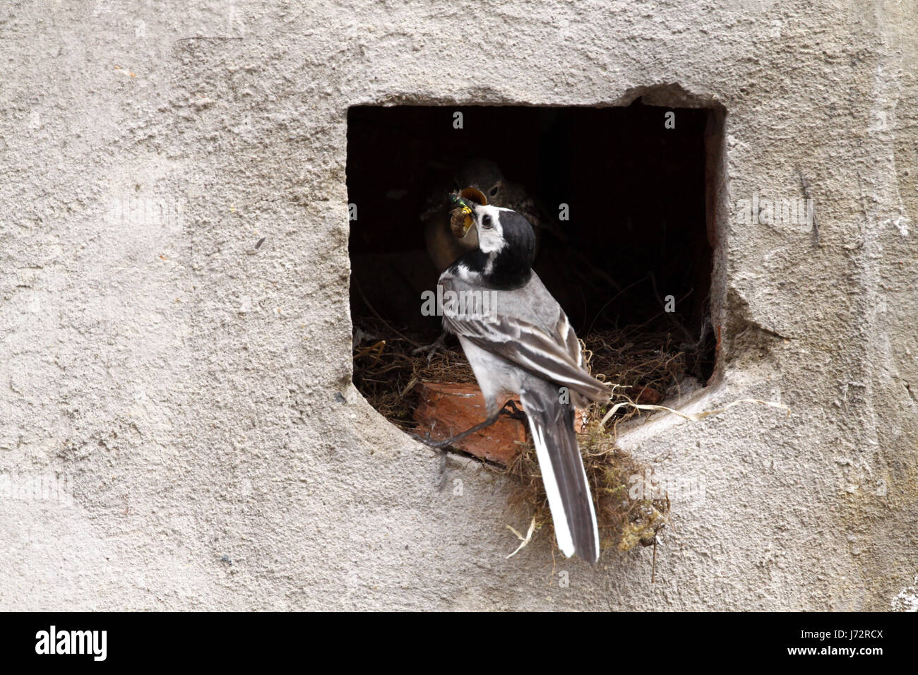 Aves anidan aves cantando-bird bobolinks wagtail zancudos aves anidan aves feed Foto de stock