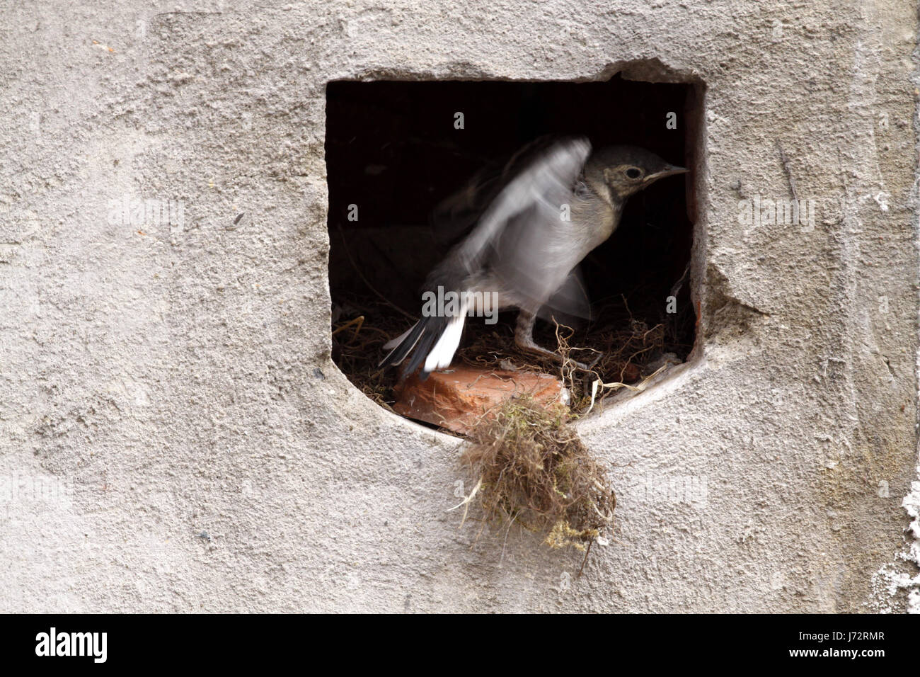 Aves anidan aves cantando-bird bobolinks wagtail zancudos aves anidan aves feed Foto de stock