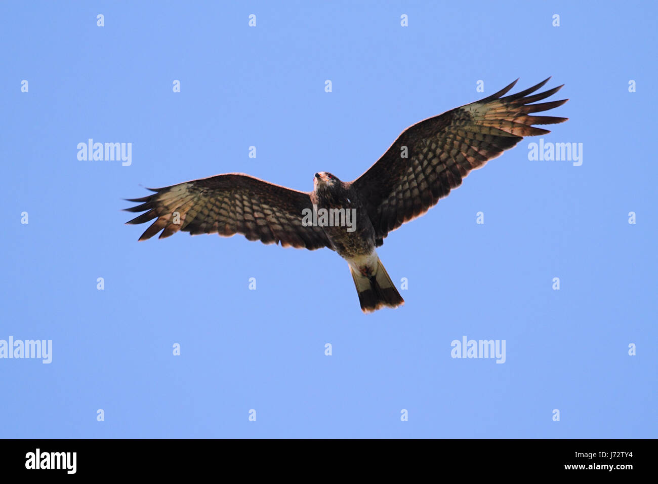 Raptor de aves rapaces halcones caracol depredador hawk cometas kite Blue  Bird animal Fotografía de stock - Alamy
